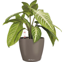 Zimmerpflanze im Topf mit Bewässerungssystem