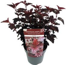 Blasenstrauch Rubella im Topf