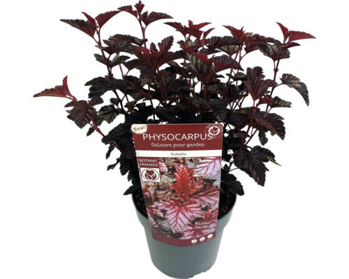 Blasenstrauch Rubella im Topf