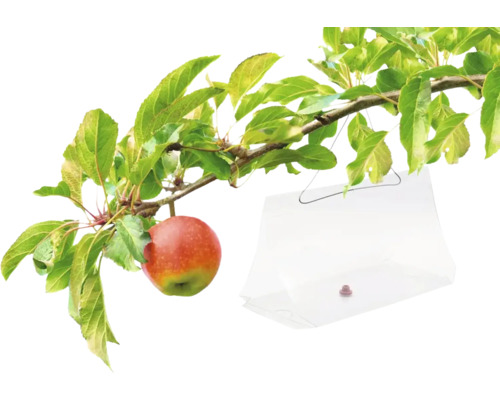 Apfelbaumzweig mit Frucht und Insektenfalle