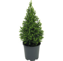 Zypresse in einem Topf