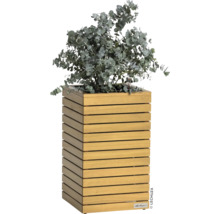 Holzpflanzgefäß mit Eukalyptus