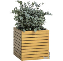 Blumenkübel aus Holz mit Eukalyptuspflanze