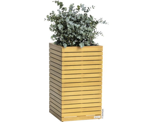 Pflanzkübel aus Holz mit Eukalyptusbepflanzung