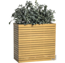 Holzpflanzgefäß mit Eukalyptuspflanze