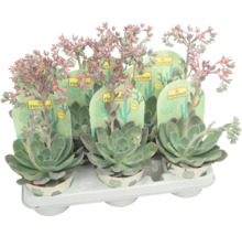 Mehrere blühende Dickblattgewächse in Töpfen auf einem Tablett.