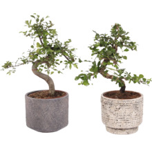 Zwei Bonsai-Bäume in Töpfen