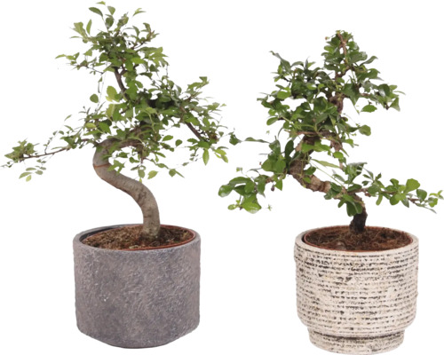 Zwei Bonsai-Bäume in Töpfen