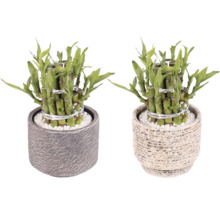 Zwei Glücksbambus-Pflanzen in Töpfen mit weißen Kieselsteinen