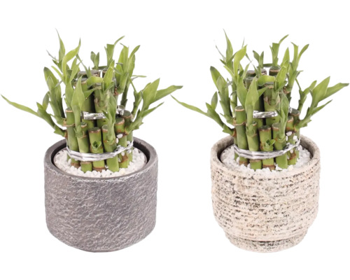 Zwei Glücksbambus-Pflanzen in Töpfen mit weißen Kieselsteinen