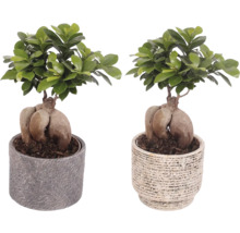 Zwei Ginseng-Ficus-Bonsai in Töpfen