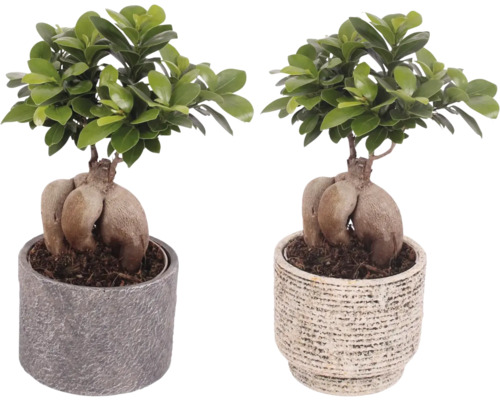 Zwei Ginseng-Ficus-Bonsai in Töpfen