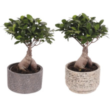 Zwei Ficus Ginseng Bonsai Pflanzen in Töpfen