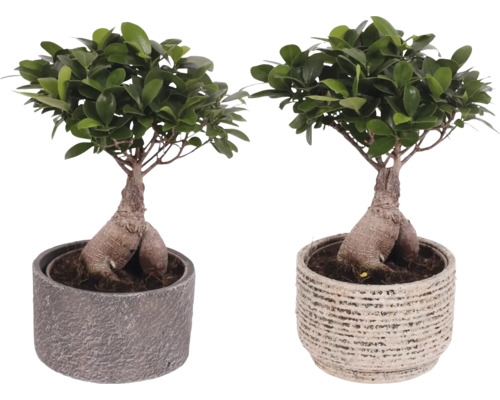 Zwei Ficus Ginseng Bonsai Pflanzen in Töpfen