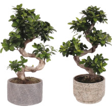 Zwei Bonsai-Bäume in Töpfen