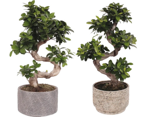 Zwei Bonsai-Bäume in Töpfen