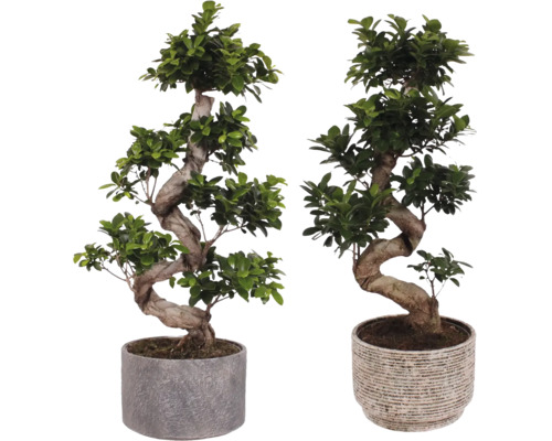 Zwei Bonsai-Bäume in Töpfen