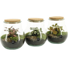 Drei Glasbehälter mit Korkdeckel, bepflanzt mit Moos und Pflanzen