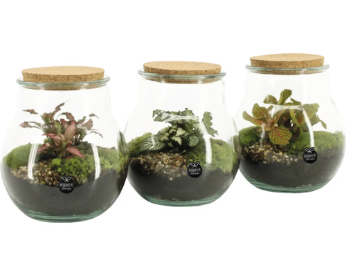 Drei Glasbehälter mit Korkdeckel, bepflanzt mit Moos und Pflanzen