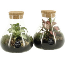 Zwei Glasflaschen mit Pflanzen und Korken