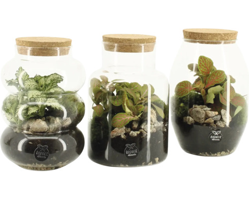 Drei Terrarien mit Pflanzen und Steinen in Glasbehältern mit Korkdeckel