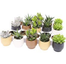 Verschiedene Sukkulenten in Töpfen auf einem Regal