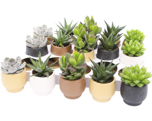 Verschiedene Sukkulenten in Töpfen auf einem Regal