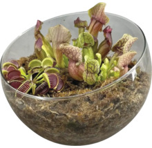 Fleischfressende Pflanzen in Glasschale