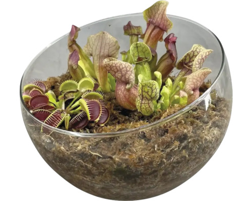 Fleischfressende Pflanzen in Glasschale