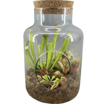 Terrarium mit fleischfressenden Pflanzen unter Glasglocke mit Korkdeckel
