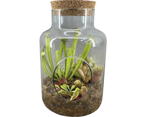Terrarium mit fleischfressenden Pflanzen unter Glasglocke mit Korkdeckel