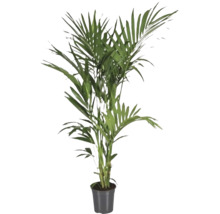 Areca Palme in einem Topf