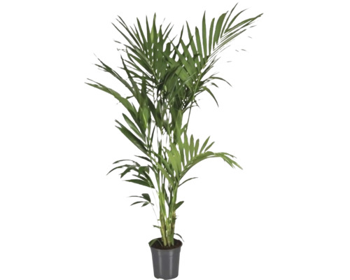 Areca Palme in einem Topf