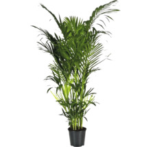 Areca Palme im Topf