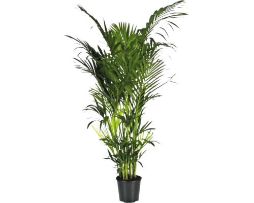 Areca Palme im Topf