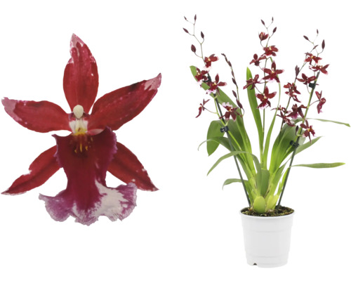 Orchidee mit roten Blüten in weißem Topf