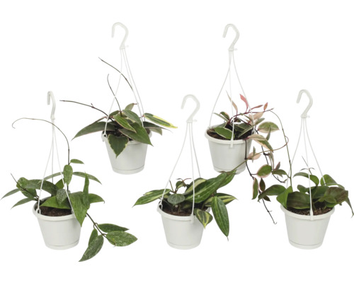 Wachsblume, Porzellanblume Mix FloraSelf Hoya Island Star Ø 12 cm Topf, farblich sortiert Fünf Hoya-Hängepflanzen in weißen Töpfen.
