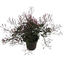 Topf mit Jasminpflanze mit Blütenknospen