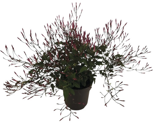 Topf mit Jasminpflanze mit Blütenknospen