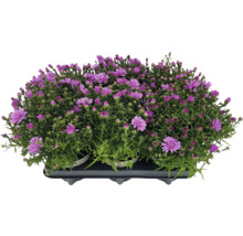 Aster im Topf mit lila Blüten