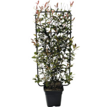 Glanzmispel Red Robin auf Rankhilfe im Topf