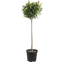 Lorbeerbaum im Topf