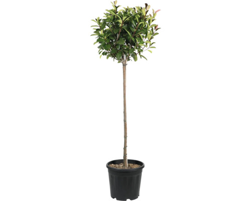 Lorbeerbaum im Topf