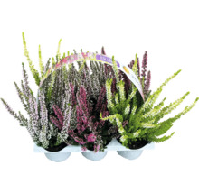 Erikapflanze im Topf, verschiedene Farben