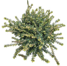 Heidekraut Pflanze mit grünen Blättern und gelben Blüten