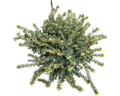 Heidekraut Pflanze mit grünen Blättern und gelben Blüten