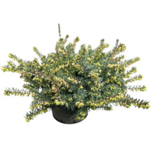 Besenheide Pflanze im Topf