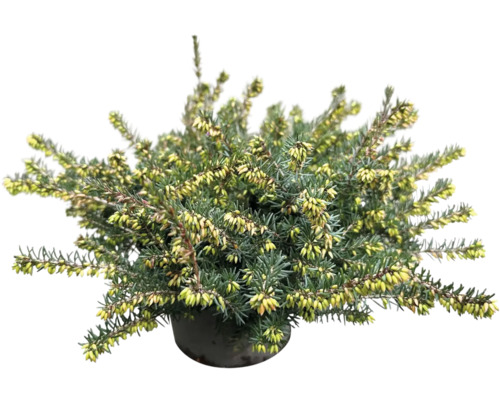 Besenheide Pflanze im Topf