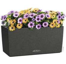 Rechteckiger Pflanzkasten mit gelben und violetten Gänseblümchen