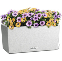 Blumenkasten mit lila und gelben Gänseblümchen